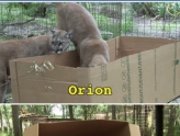 为什么就没人研究一下为什么猫咪都喜欢盒子？